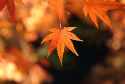 二十四节气——秋分