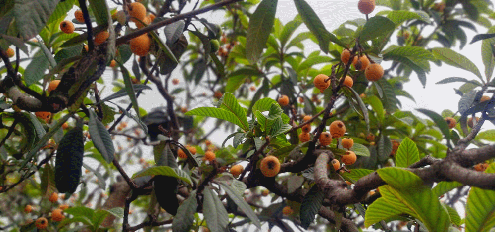 微信图片_20210423215058_副本.gif